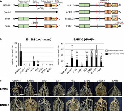 Multiple Domains in the Rhizobial Type III Effector Bel2-5 Determine Symbiotic Efficiency With Soybean